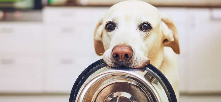 buffo themeneinstieg nassfutter 1600x740px